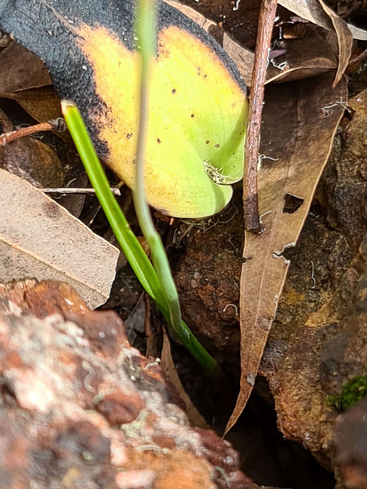 صورة Thelymitra graminea Lindl.