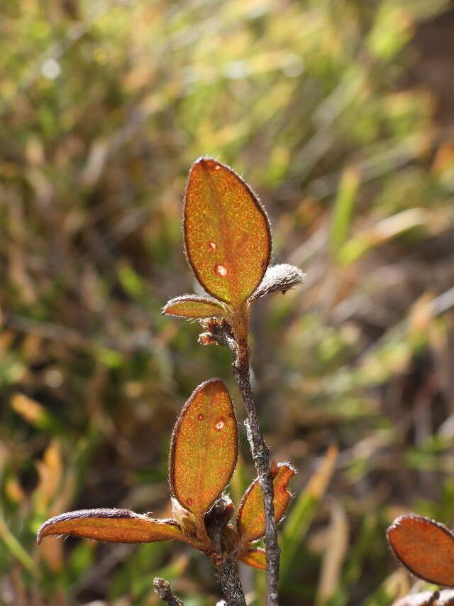 Imagem de Rhododendron rubropilosum var. taiwanalpinum (Ohwi) S. S. Ying