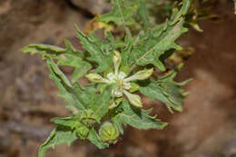 Image of Presliophytum incanum (Graham) Weigend