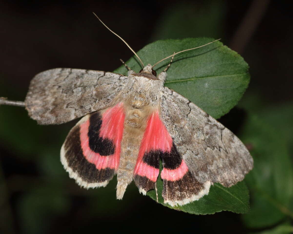 Image of Pink Underwing