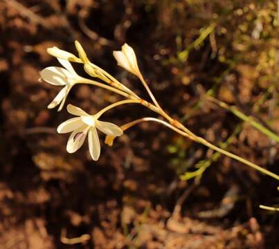 Image de Tritonia pallida Ker Gawl.