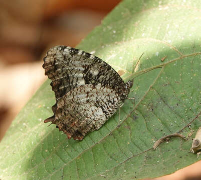 Imagem de Elymnias nesaea Linnaeus 1758