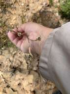 Image of Moraea inconspicua Goldblatt