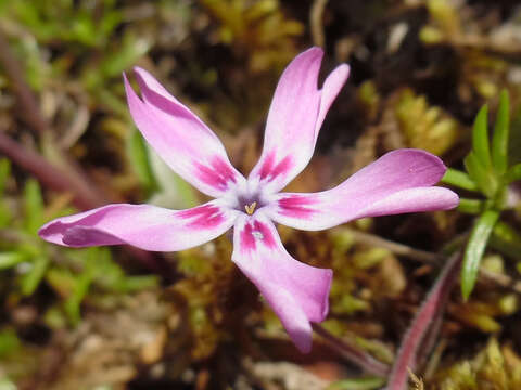 Image of moss phlox