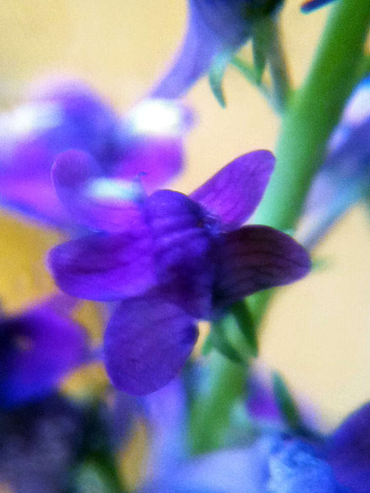 Image of Purple Toadflax