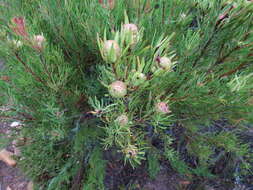 Image of Leucadendron spissifolium subsp. fragrans I. J. M. Williams