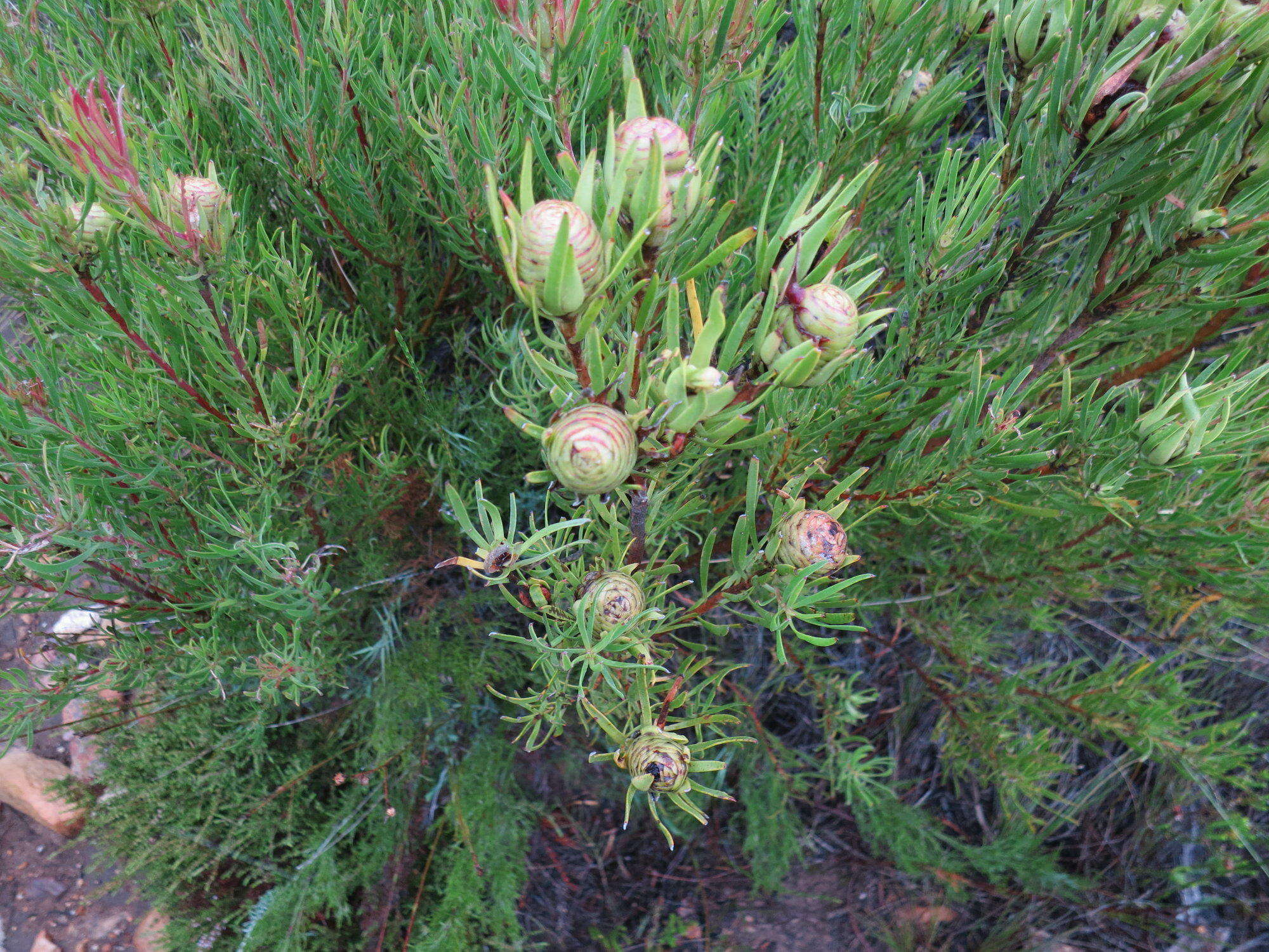 Image of Leucadendron spissifolium subsp. fragrans I. J. M. Williams