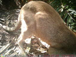 Image of Agile Wallaby