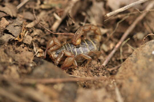 Image of Northern Scorpion