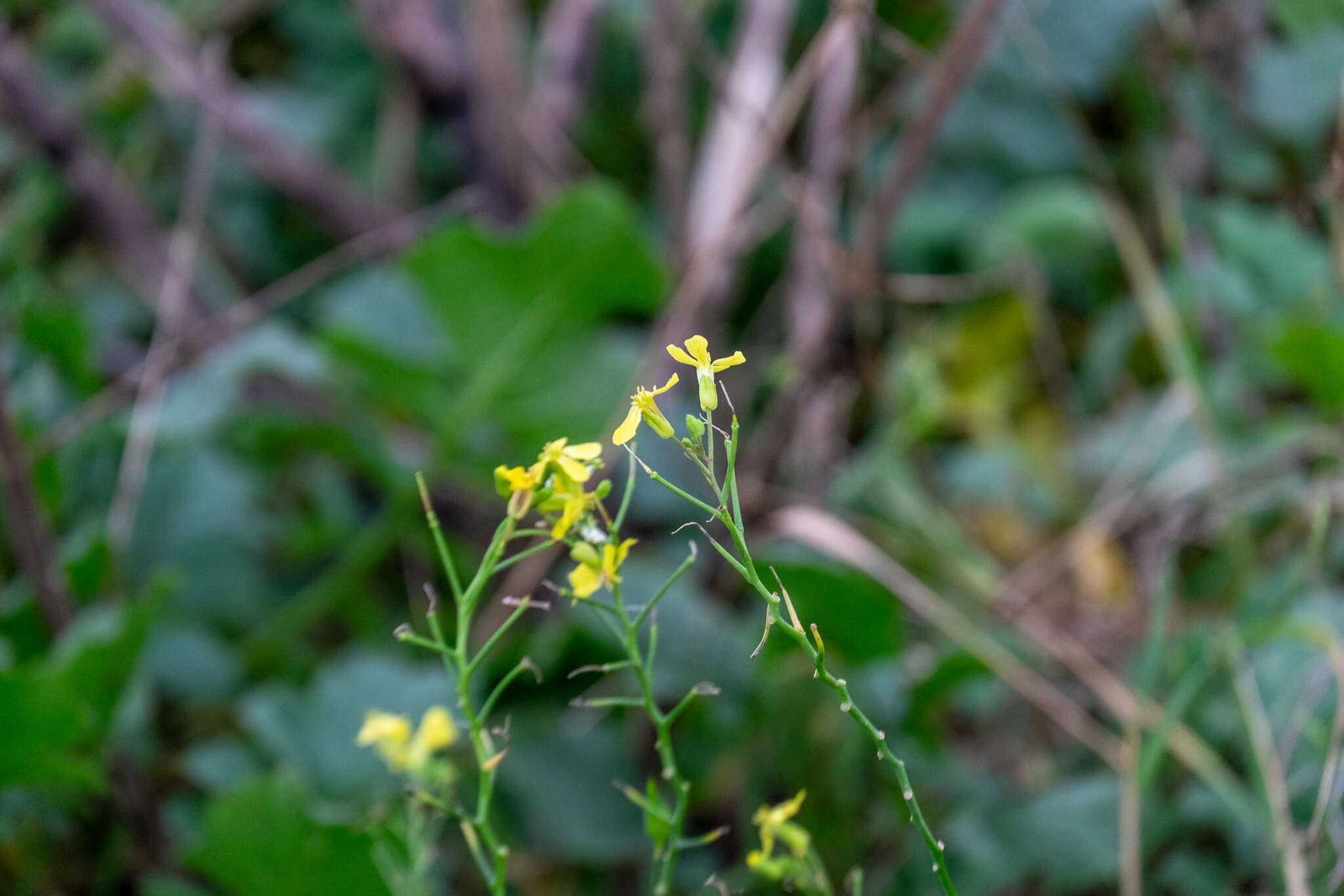 Image of Raphanus raphanistrum subsp. landra (Moretti ex DC.) Bonnier & Layens