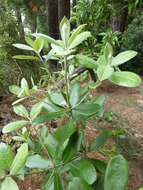 Pittosporum ralphii T. Kirk resmi