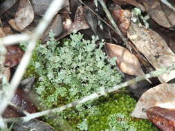 Imagem de Cladonia rappii A. Evans