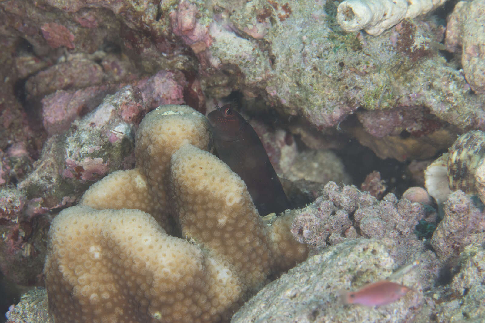 Image of Lady Musgrave blenny