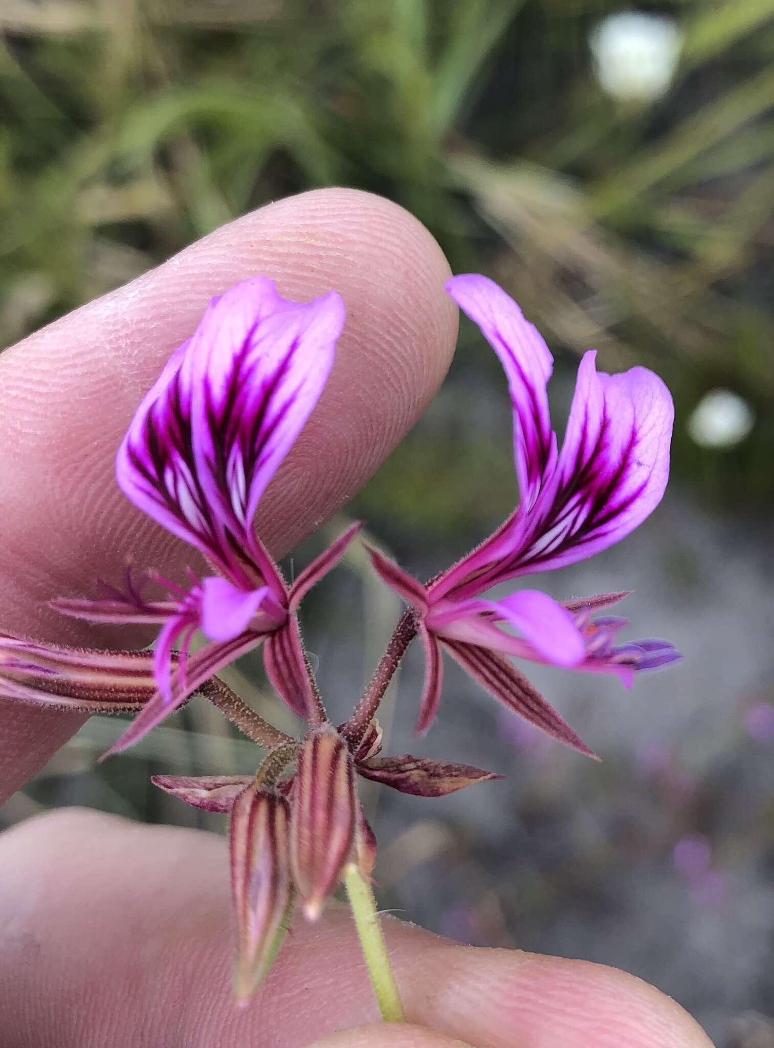 Image of Pelargonium multicaule Jacq.