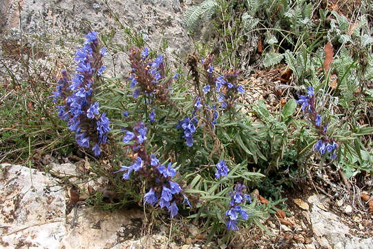 Image of Hyssopus officinalis subsp. officinalis