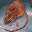 Image of Rusty-sided Atlantic Tree Rat