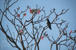 Image of Asian Emerald Cuckoo