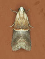 Image of Walnut Shoot Moth