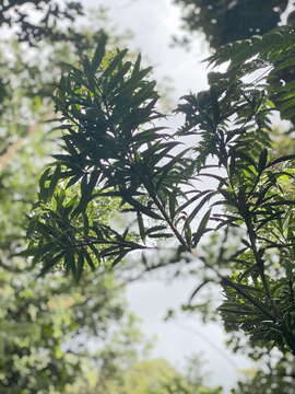 Image of Podocarpus coriaceus Rich.