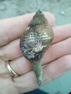 Image of Common whelk