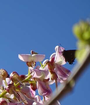 Image of Fulvous Hairstreak