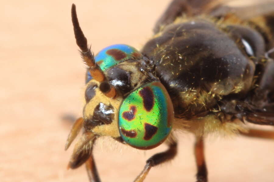 Слика од Chrysops frigidus Osten Sacken 1875