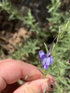 Image of Rotheca louwalbertsii (P. P. J. Herman)