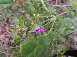 Hypoestes floribunda R. Br. resmi