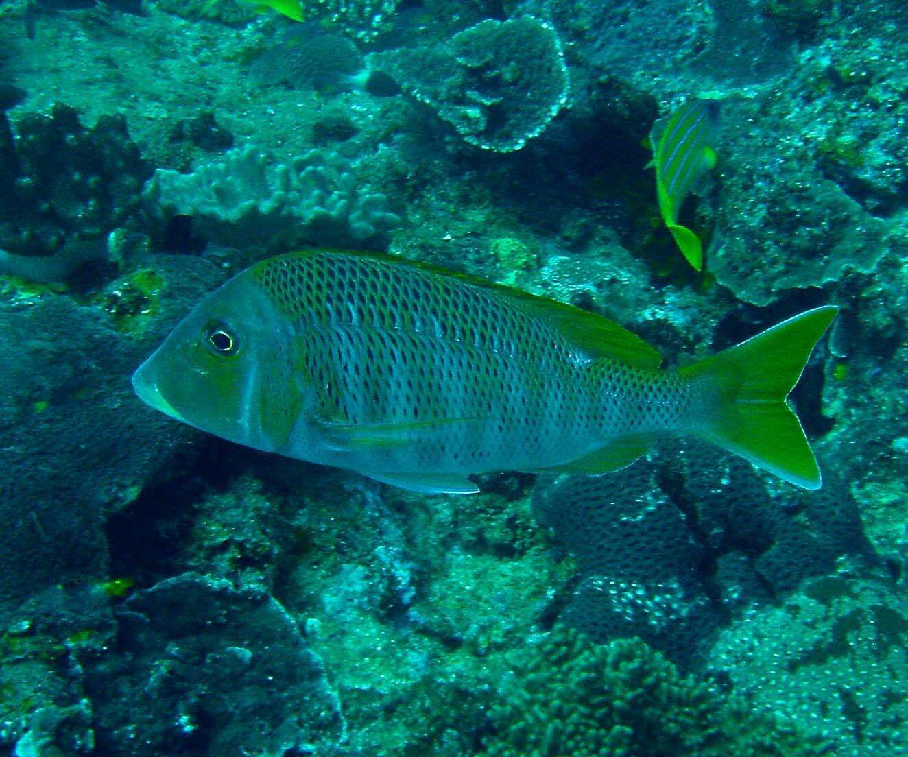 Sivun Lethrinus crocineus Smith 1959 kuva