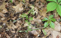 Image of spreading chervil