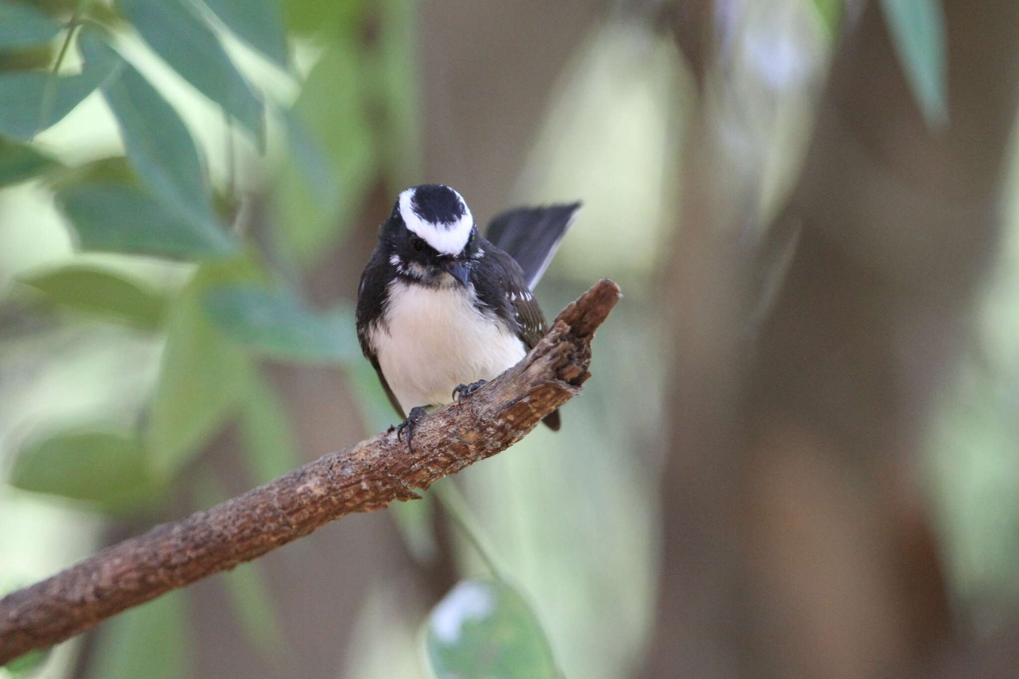 Image of White-browed Fantail