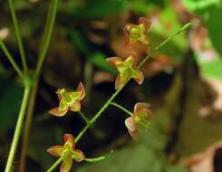 Image of Epimedium alpinum L.