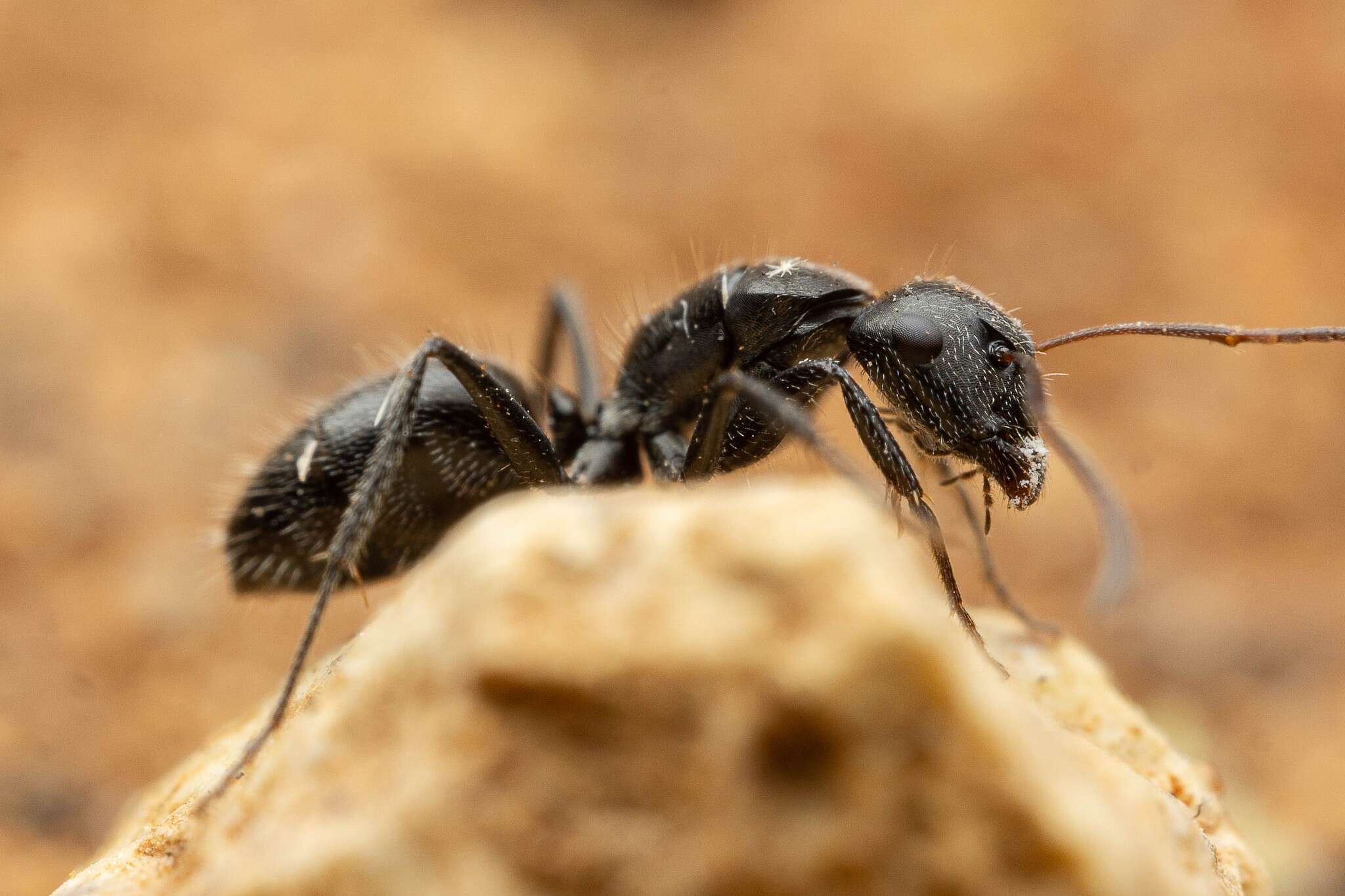 Image of Camponotus trepidulus Creighton 1965