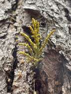 Image of coastal dwarf mistletoe