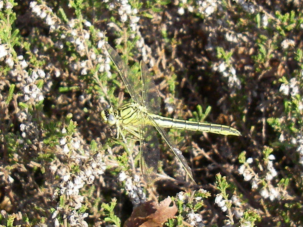 Image of Western Clubtail