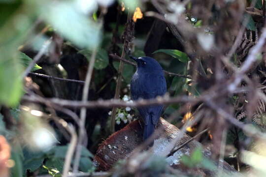 Image of White-bellied Blue Robin