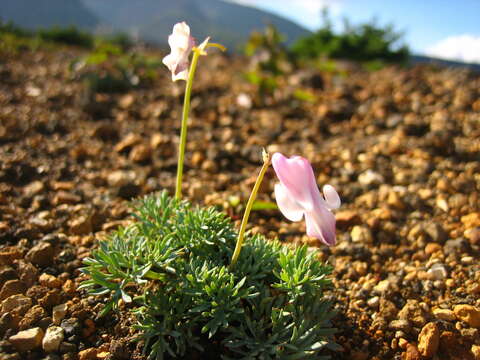 Image of Dicentra peregrina (Rudolph) Makino