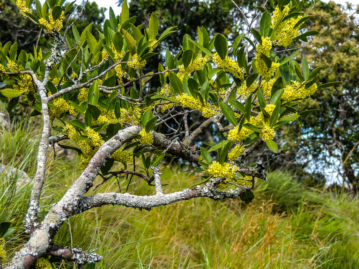 Plancia ëd Gymnosporia oleosa (A. E. van Wyk & R. H. Archer)