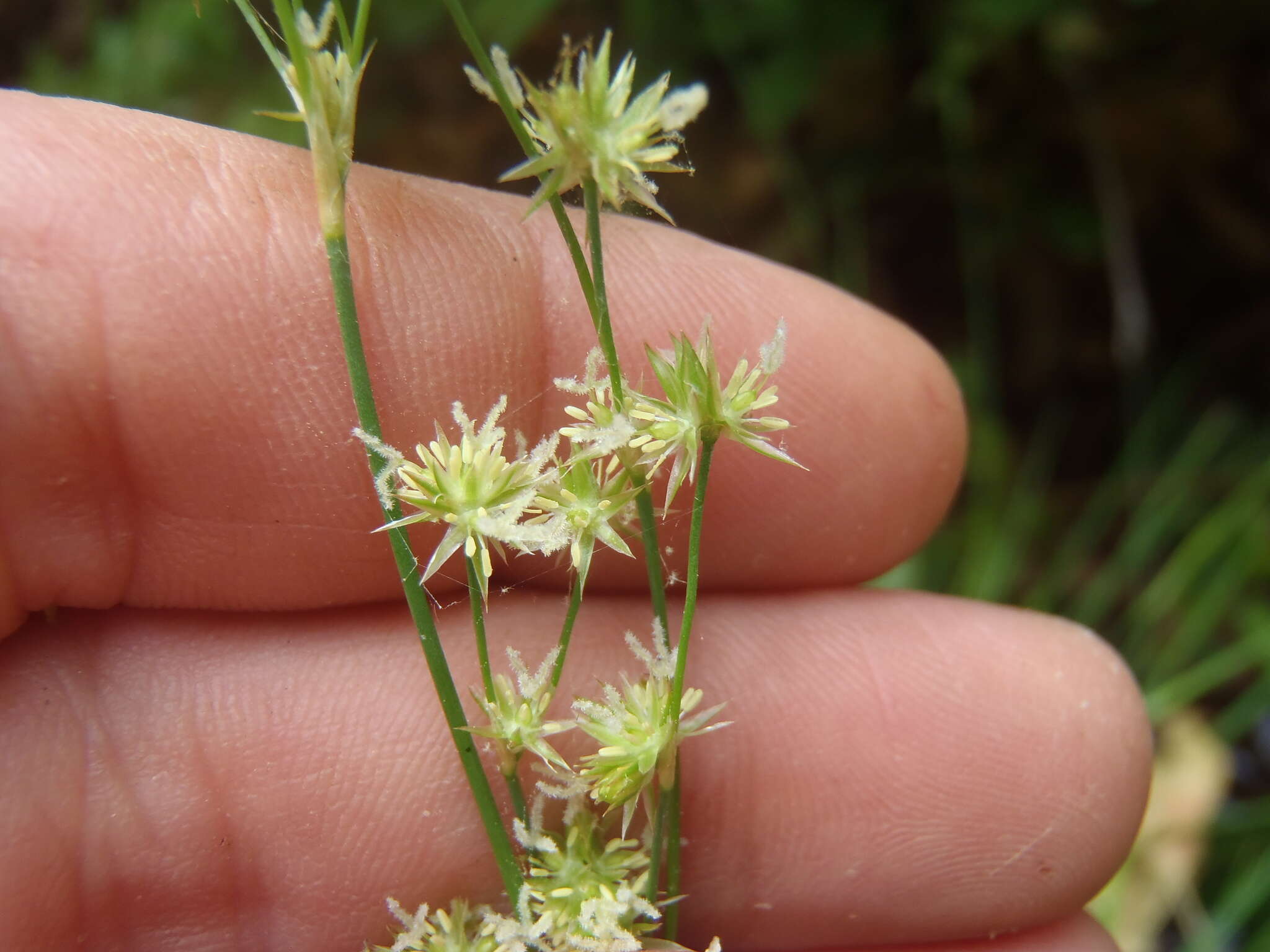 Imagem de Juncus saximontanus A. Nelson