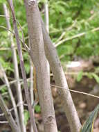 Image of Anguilla Bank Bush Anole