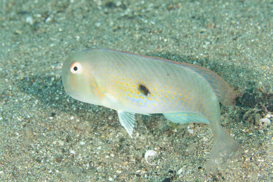 Image of Fivefinger razorfish