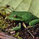 Image of Gastrotheca orophylax Duellman & Pyles 1980