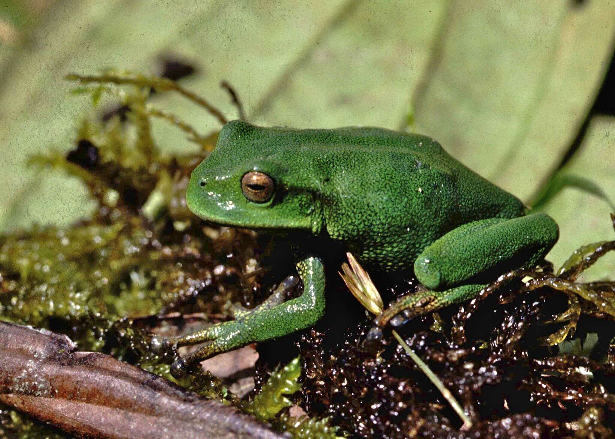 Image of Gastrotheca orophylax Duellman & Pyles 1980