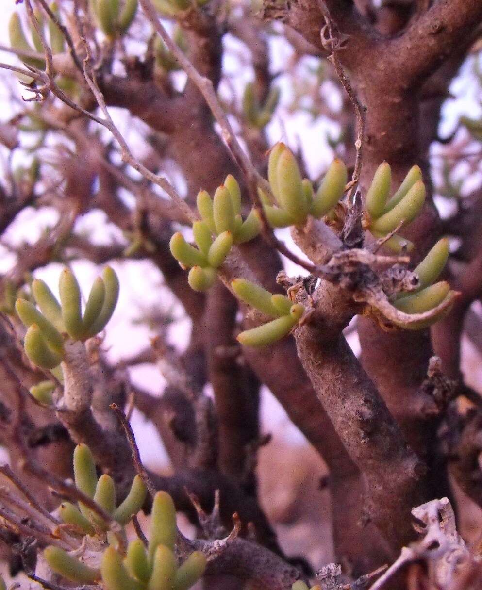 Tylecodon hallii (H. Tölken) H. Tölken resmi