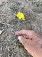 Image of Yellow Flameflower