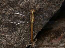 Image of Rosy Skimmer