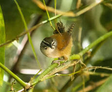 Image of Moustached Wren