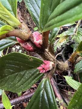 Image of Glossoloma ichthyoderma (Hanst.) J. L. Clark