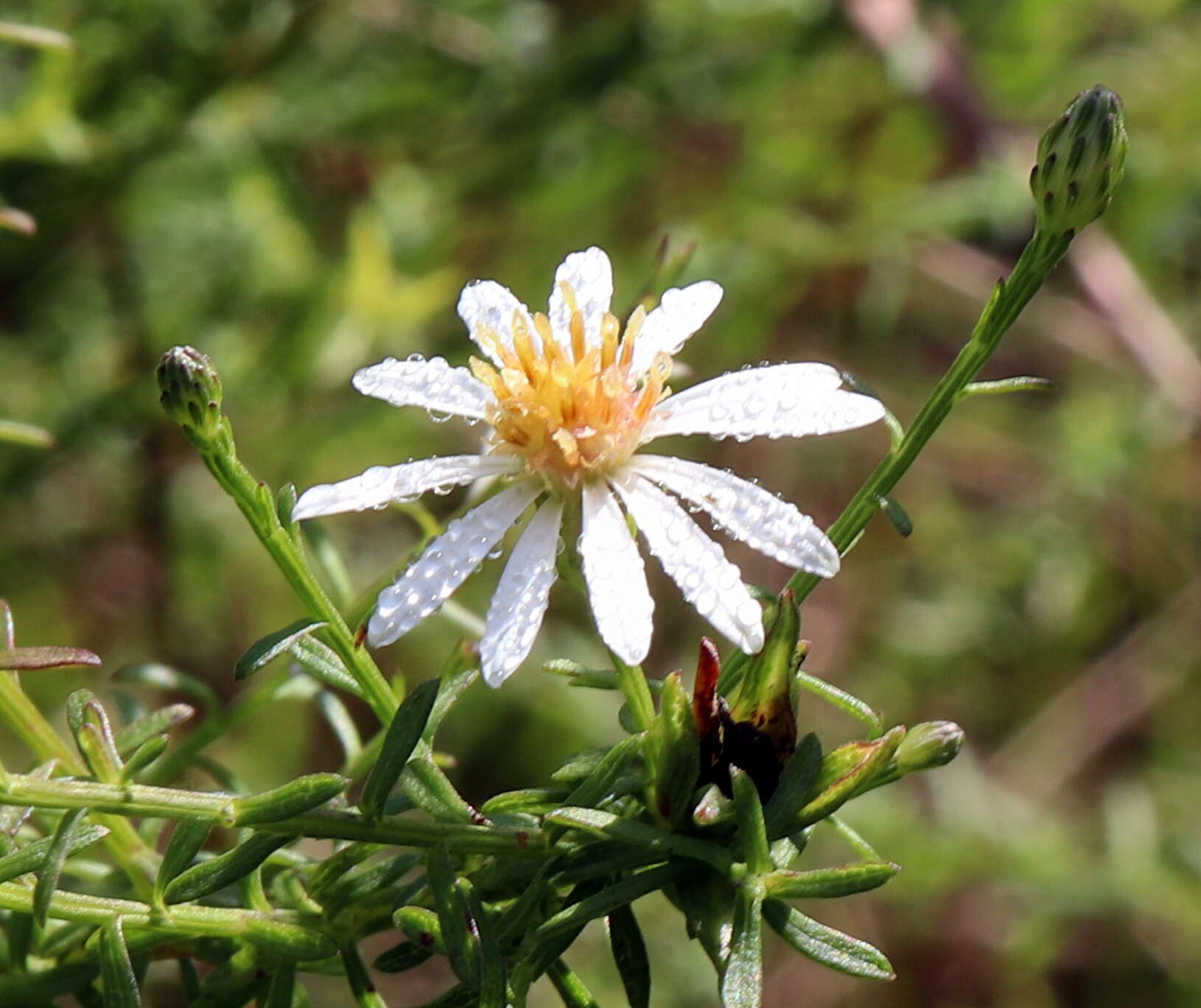 Image de <i>Symphyotrichum <i>dumosum</i></i> var. dumosum