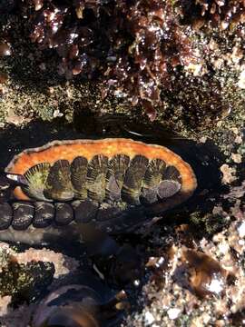 Image of Tonicia chilensis (Frembly 1827)